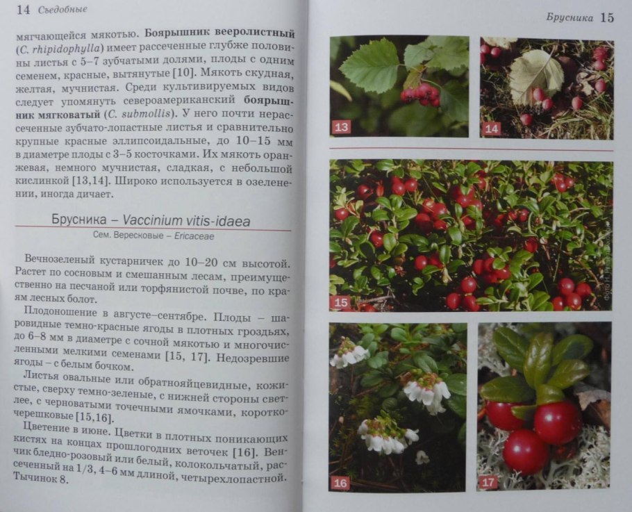 Кустарник с красными плодами
