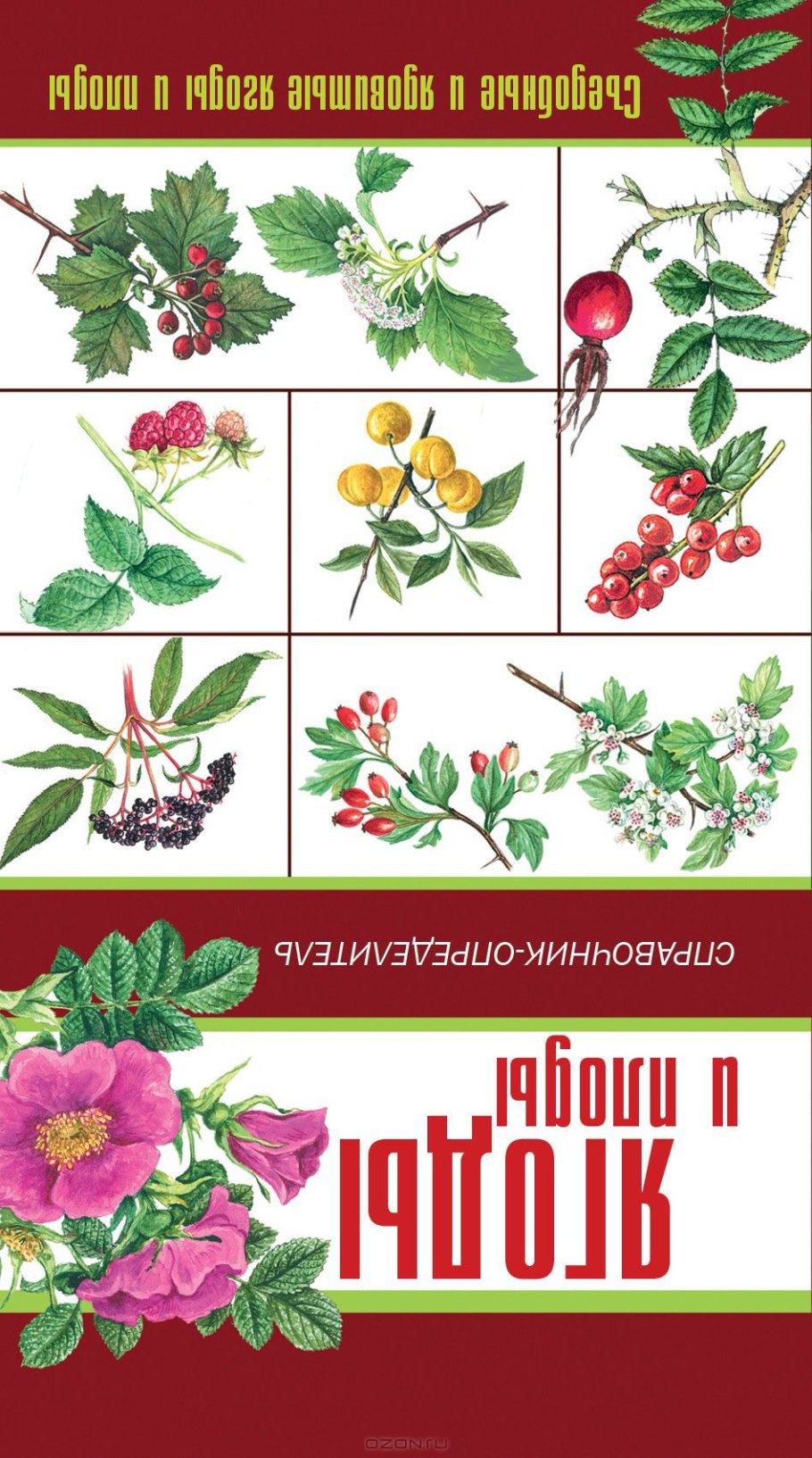 Несъедобные плоды атлас определитель