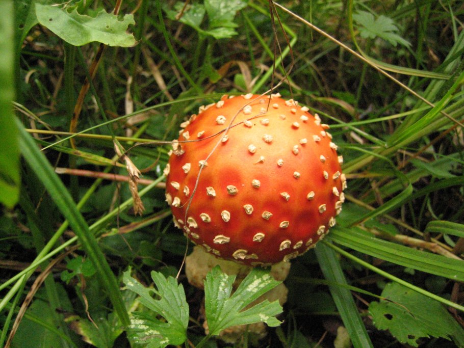 Ареал грибов Amanita muscaria