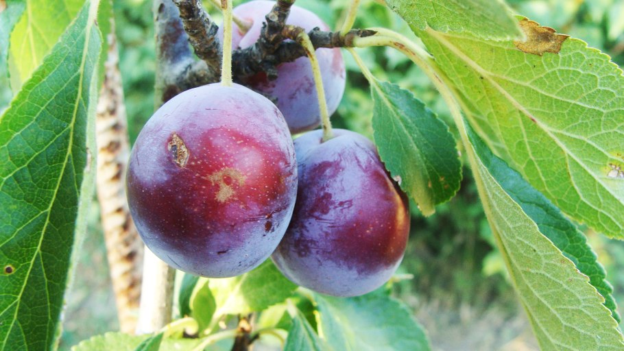 Слива алыча Кубанская Комета