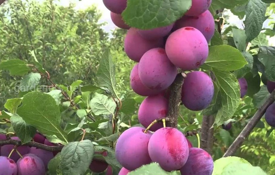 Сорт алычи Владимирская Комета