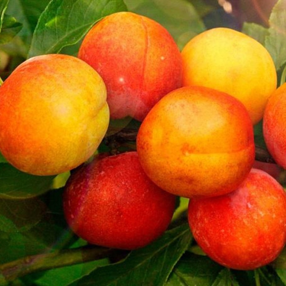 Слива Уральская красная