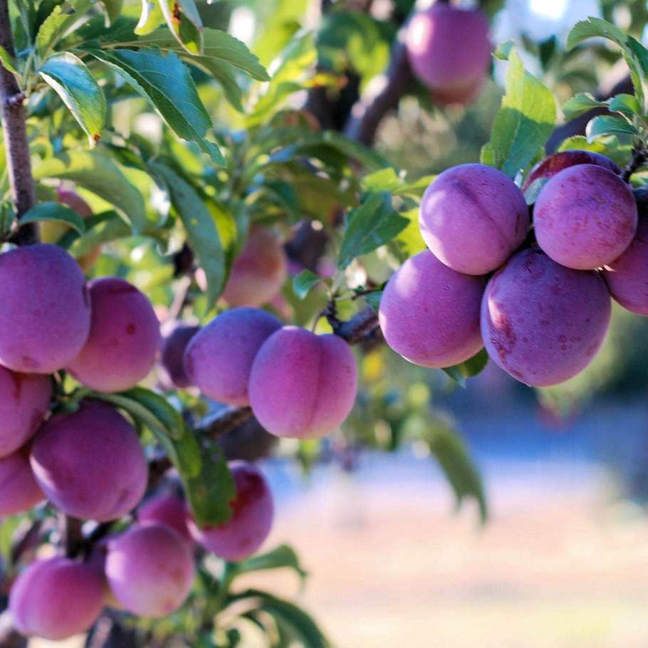 Слива венгерка Уральская