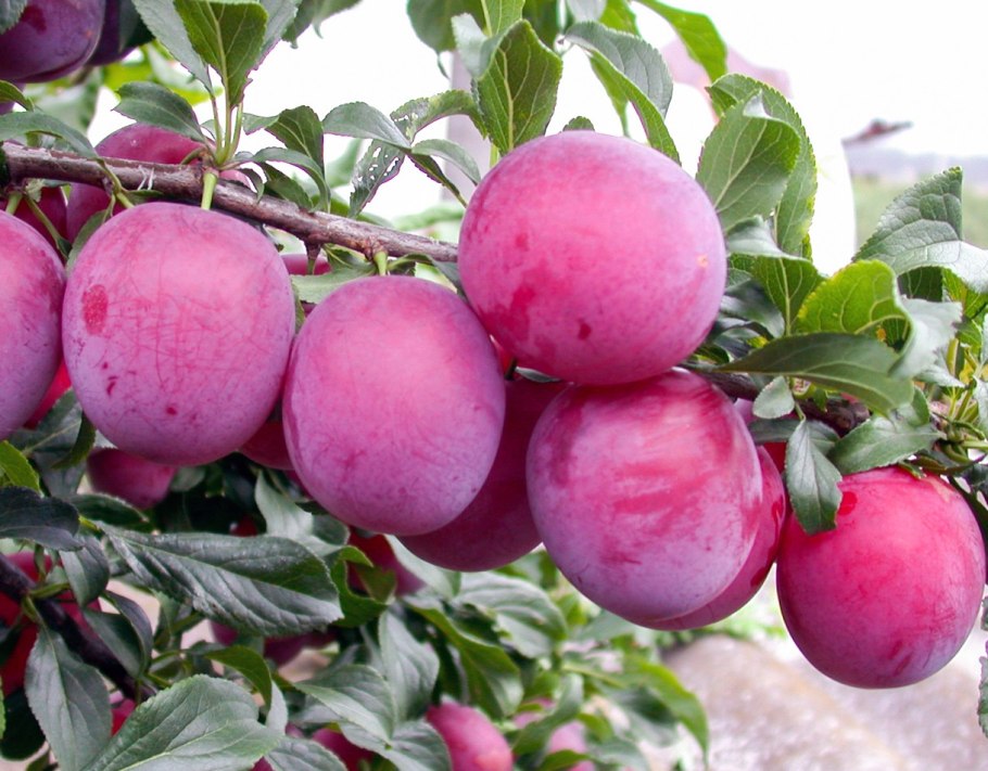 Алыча краснолистная Голливуд