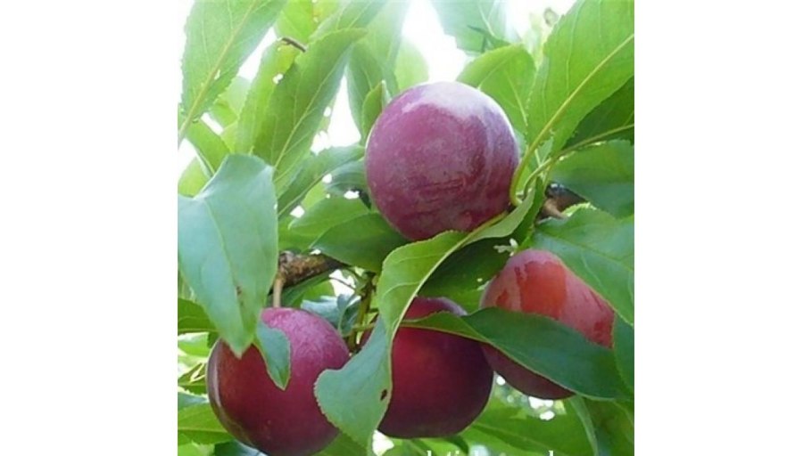 Слива конфетная кожица