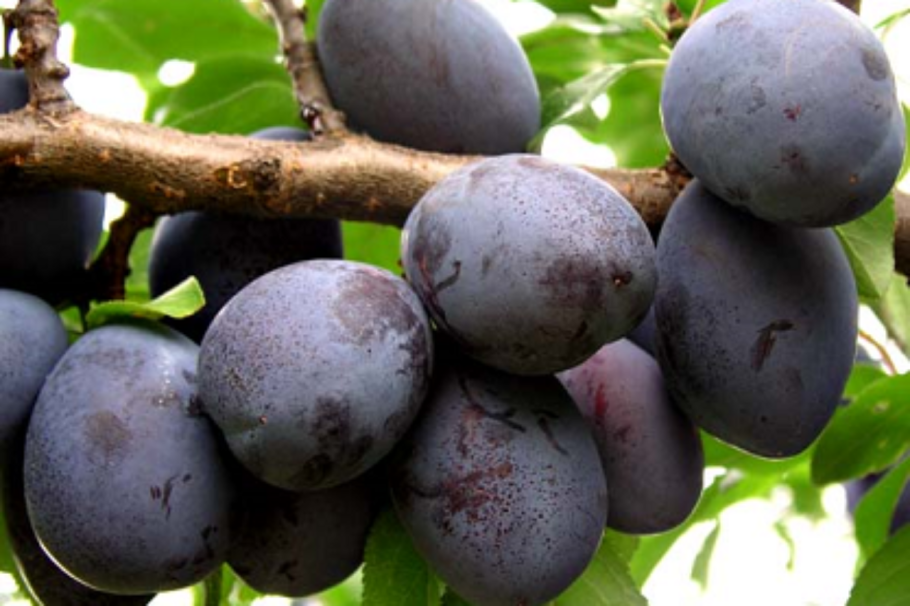 Шарафуга плодовое дерево