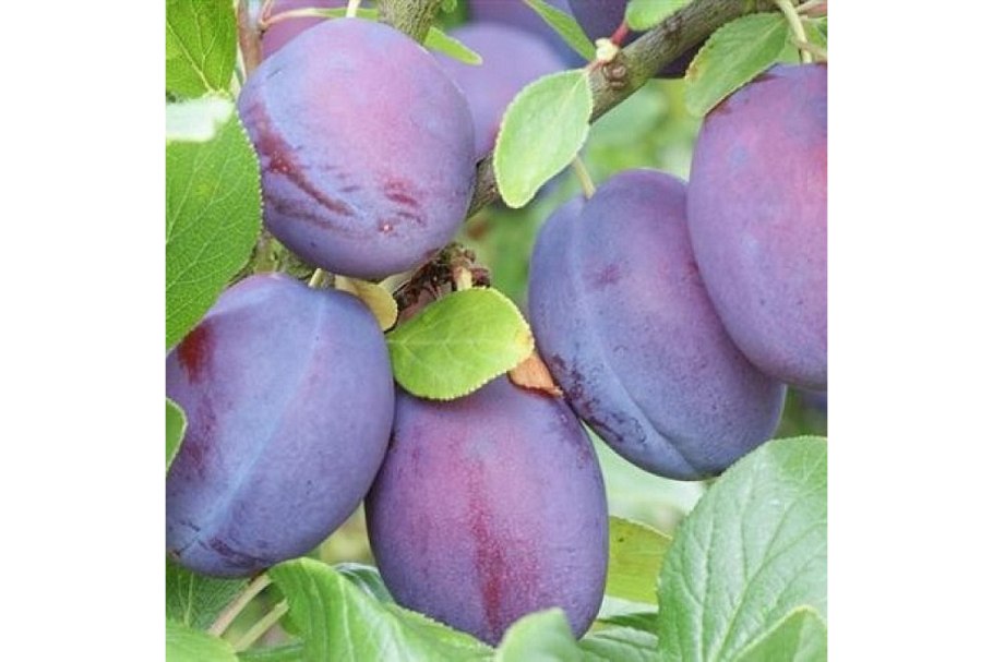 Сорт сливы "Чачакская ранняя" -