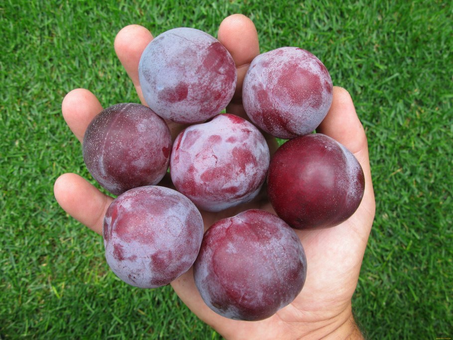 Алыча персиковая