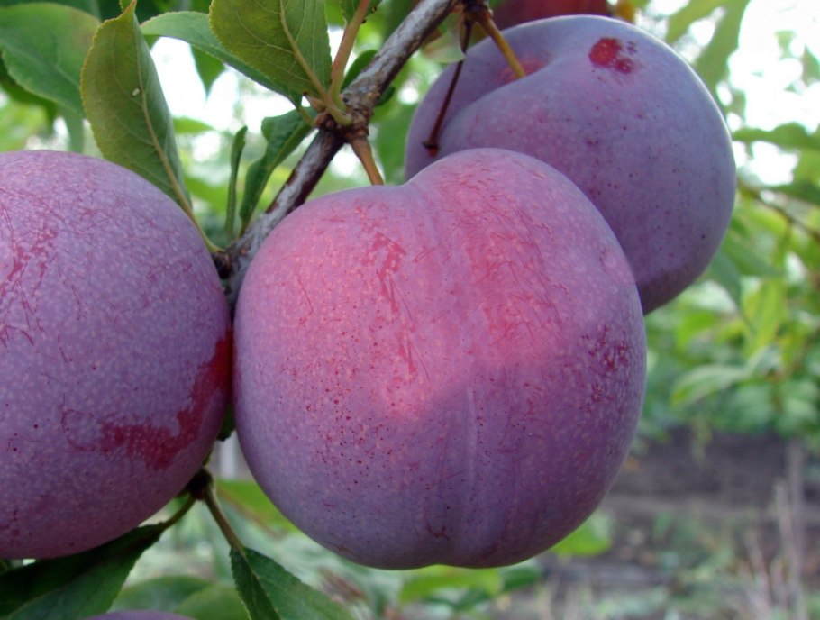 Слива сорт Кубанская