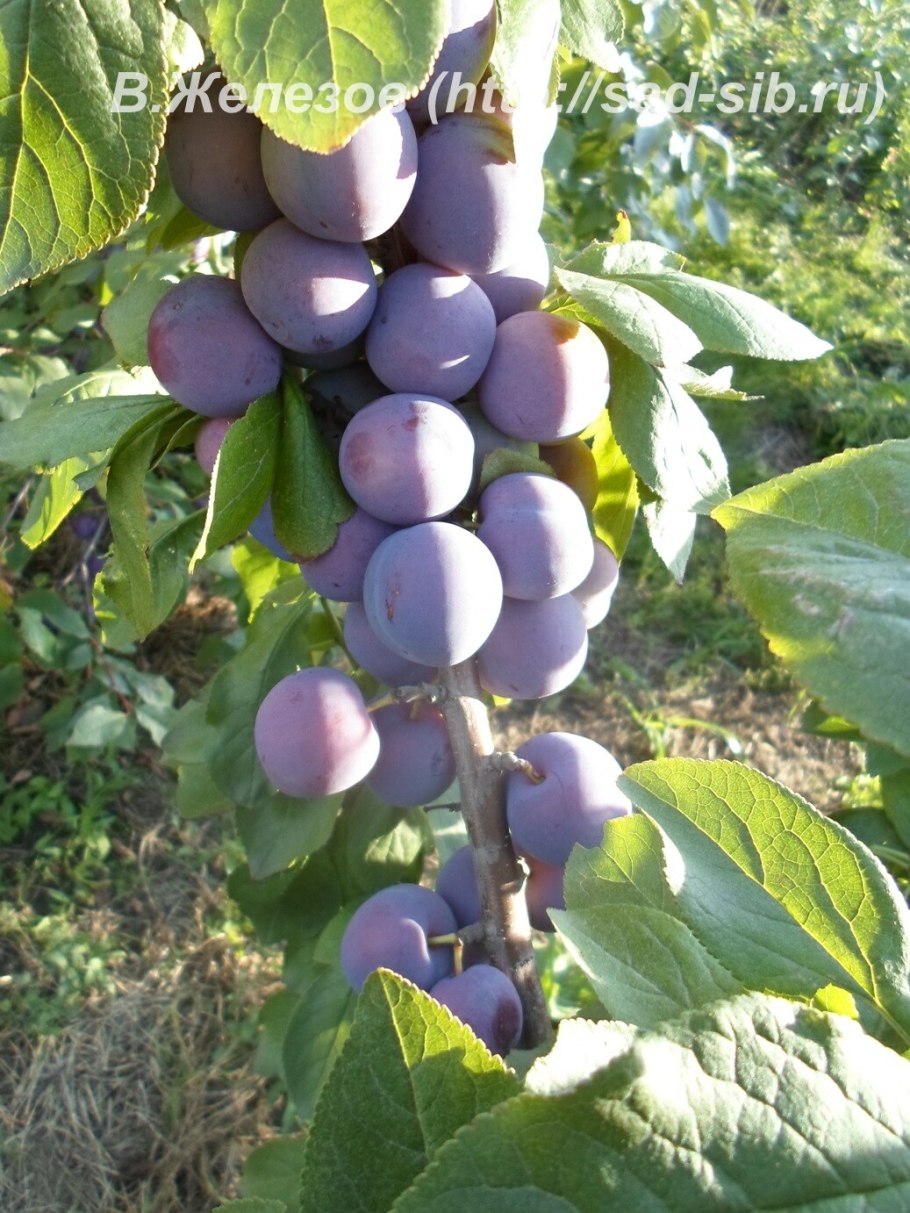 Слива Евразия 21с5