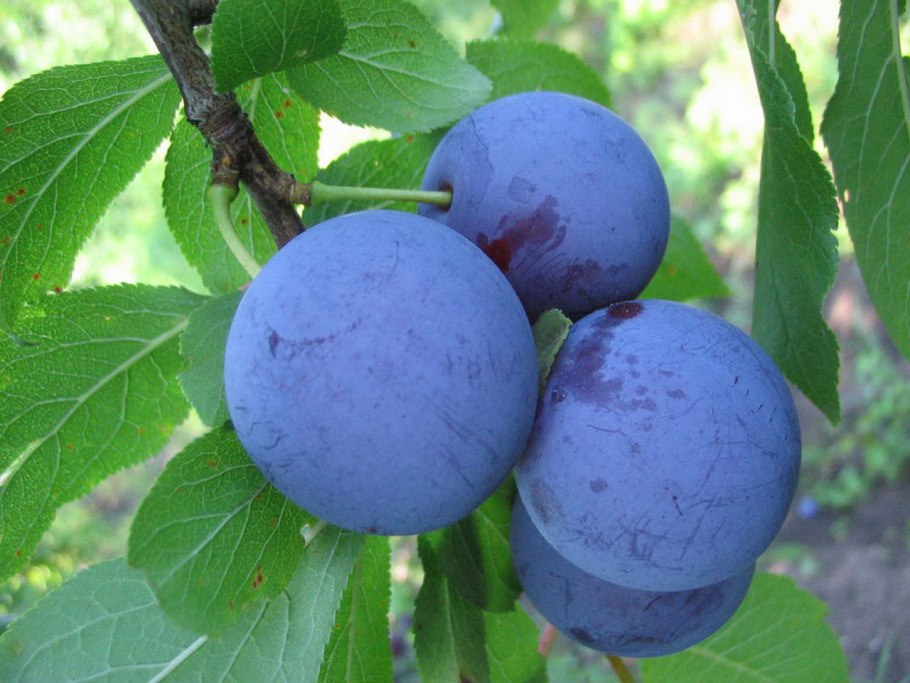 Слива русская Кубанская Комета