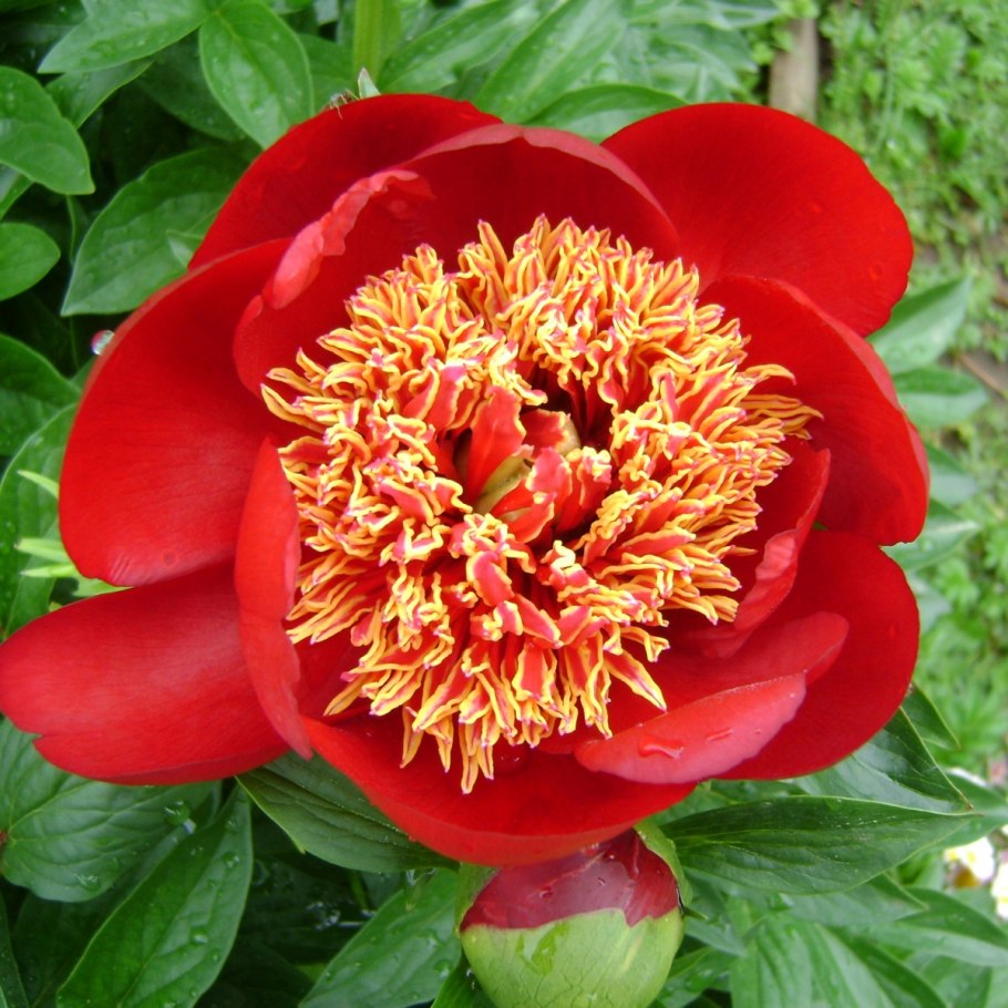 Пион Степной