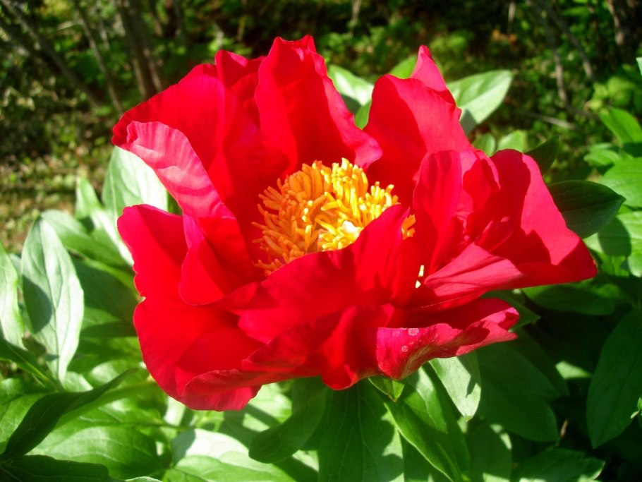 Схема посадки Ито пионов