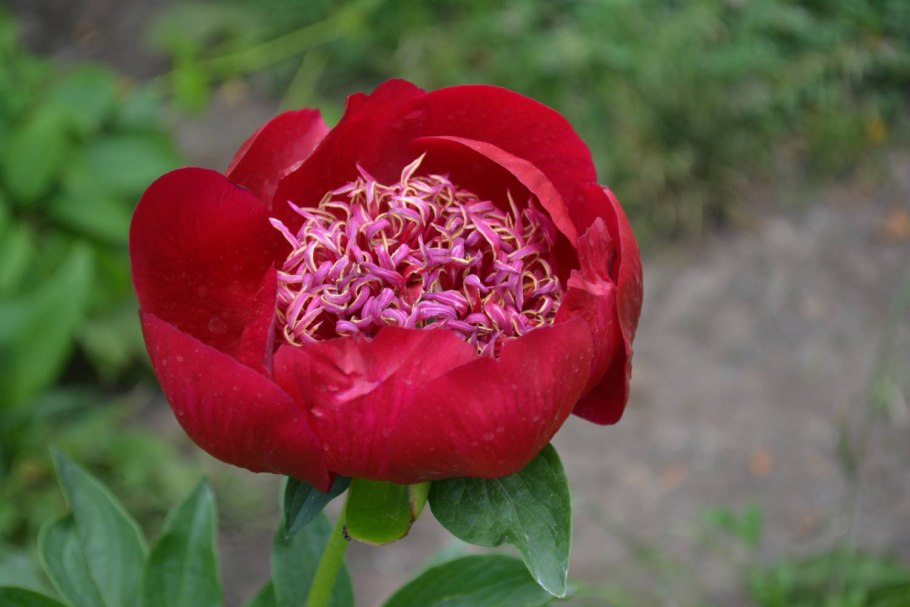 Заказы пионов от вестника цветоводов