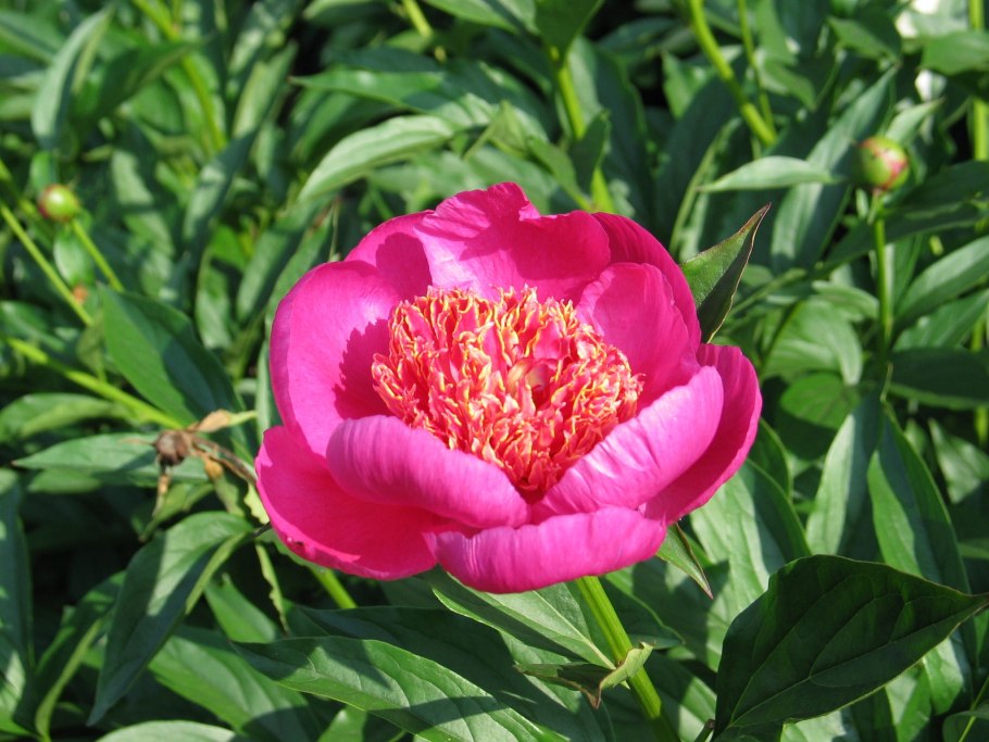 Пион гибридный (Степной) (Paeonia hybrida)