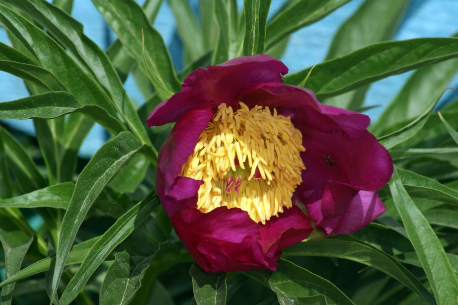 Пион тонколистный Степной