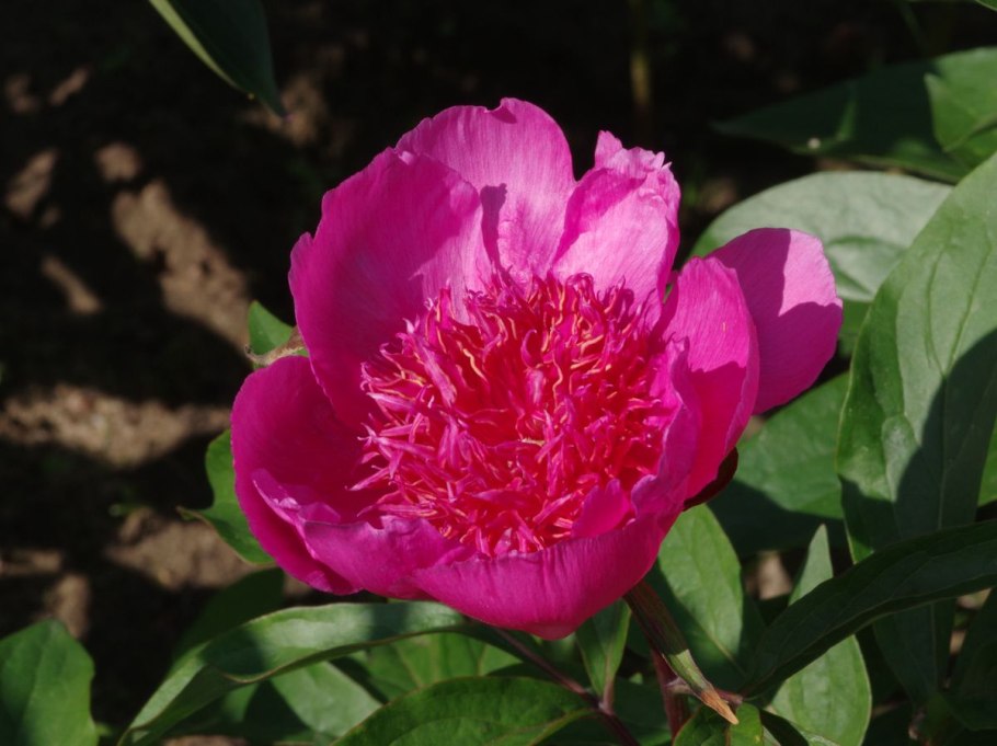 Пион уклоняющийся (Paeonia anomala l. ).