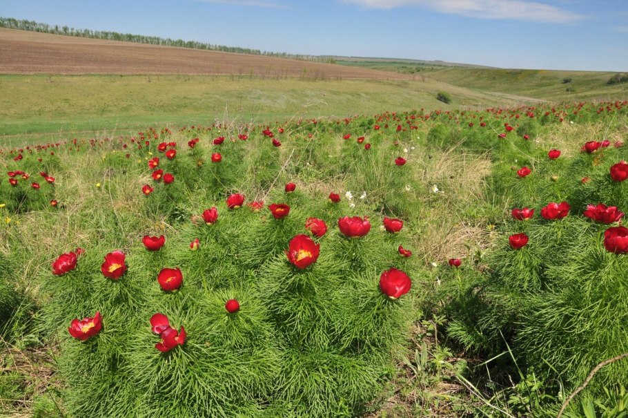 Пион Марьин корень тонколистный