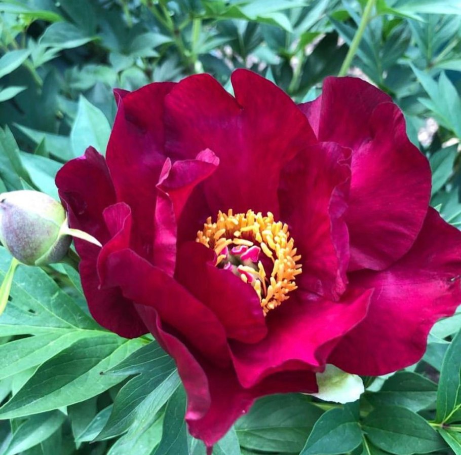 Пион древовидный гигант из Хемозы