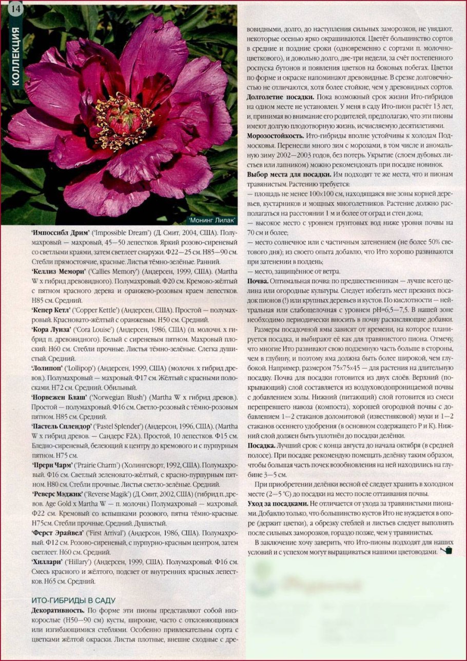 Пион тонколистный адонис