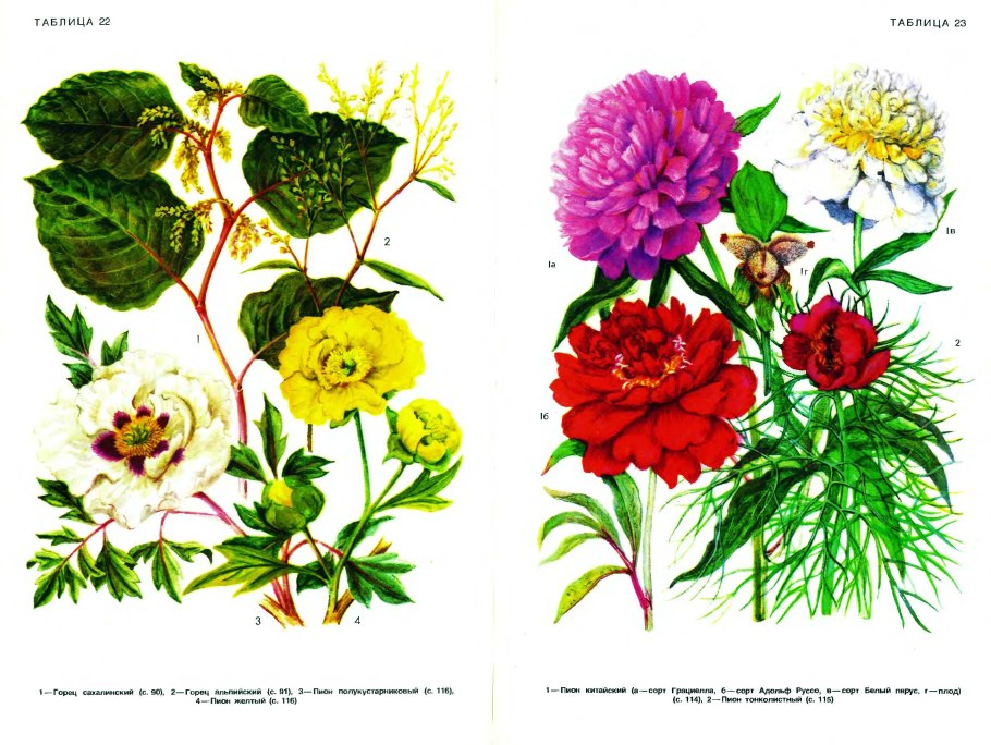 Пион Чоколейт Солджер