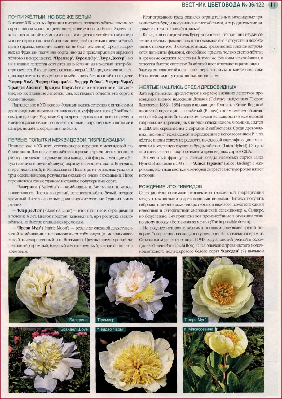 Пион тонколистный Степной