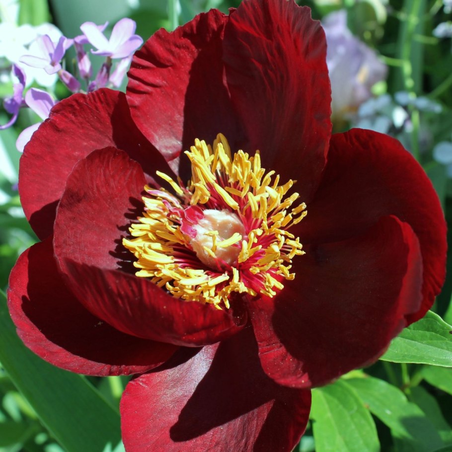 Методапин лекарственный