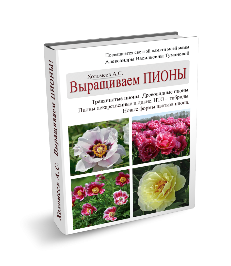 Old Rose Dandy пион