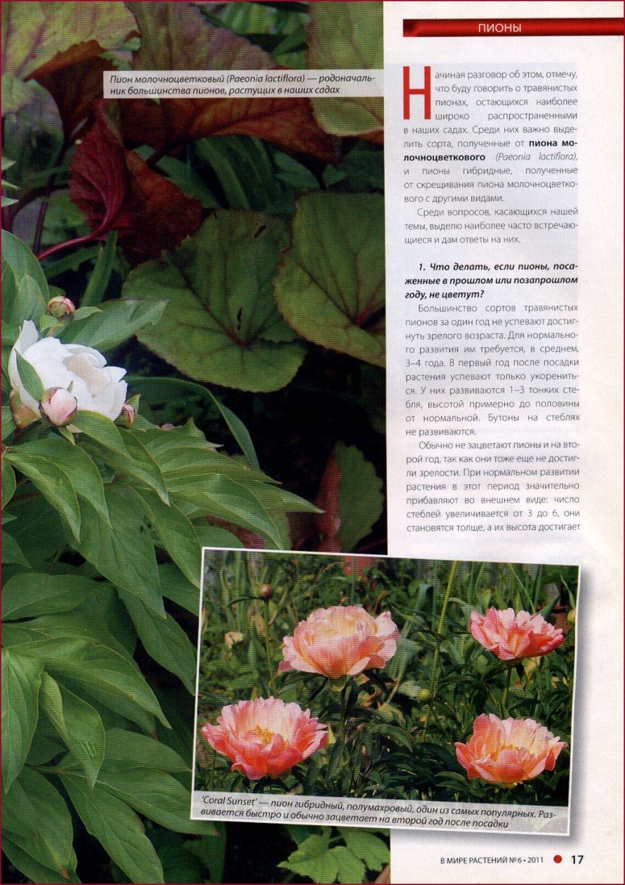 Дикий пион Марьин корень