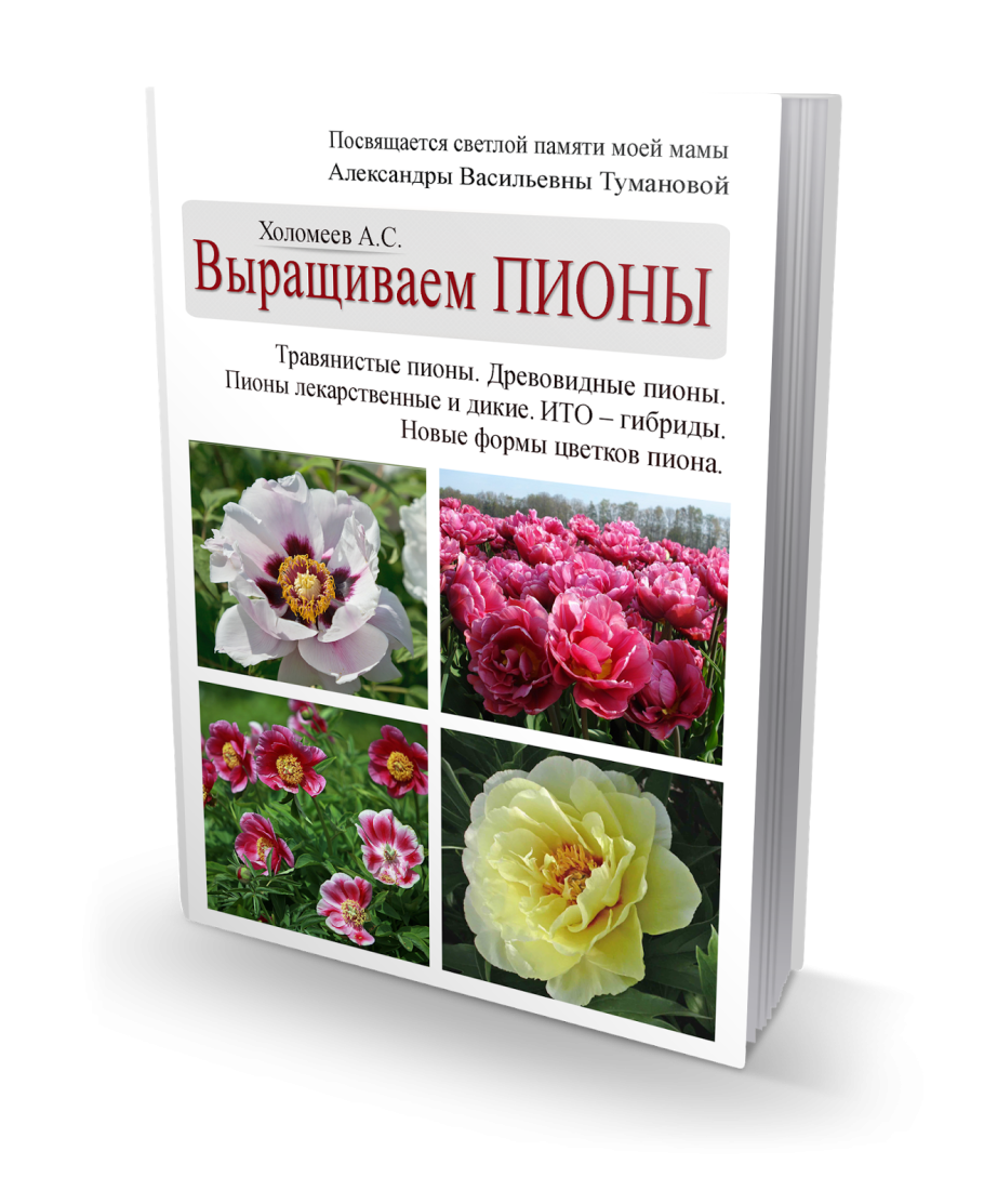 Пион черри Хилл