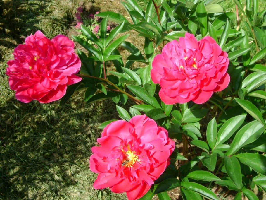 Пион тонколистный белый