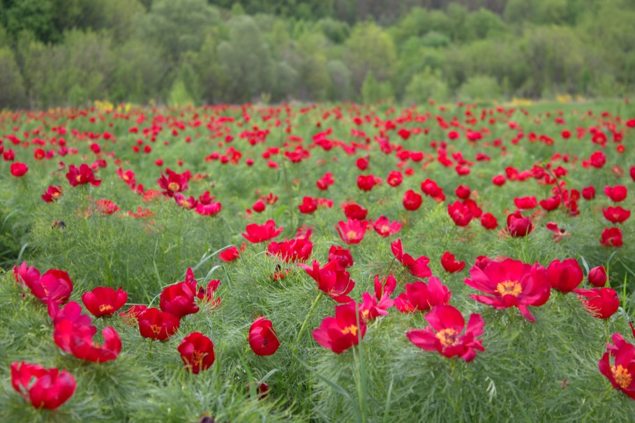 Растение пион уклоняющийся (Марьин корень)