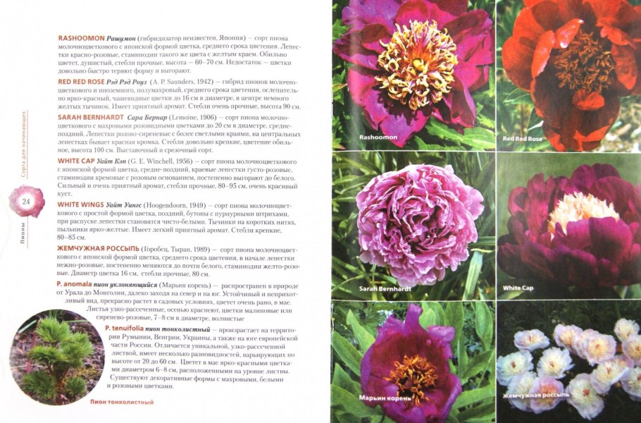 Пион тонколистный Воронец