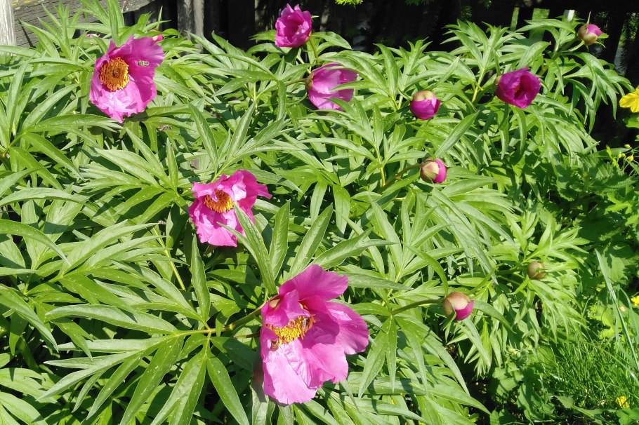 Пион тонколистный Воронец