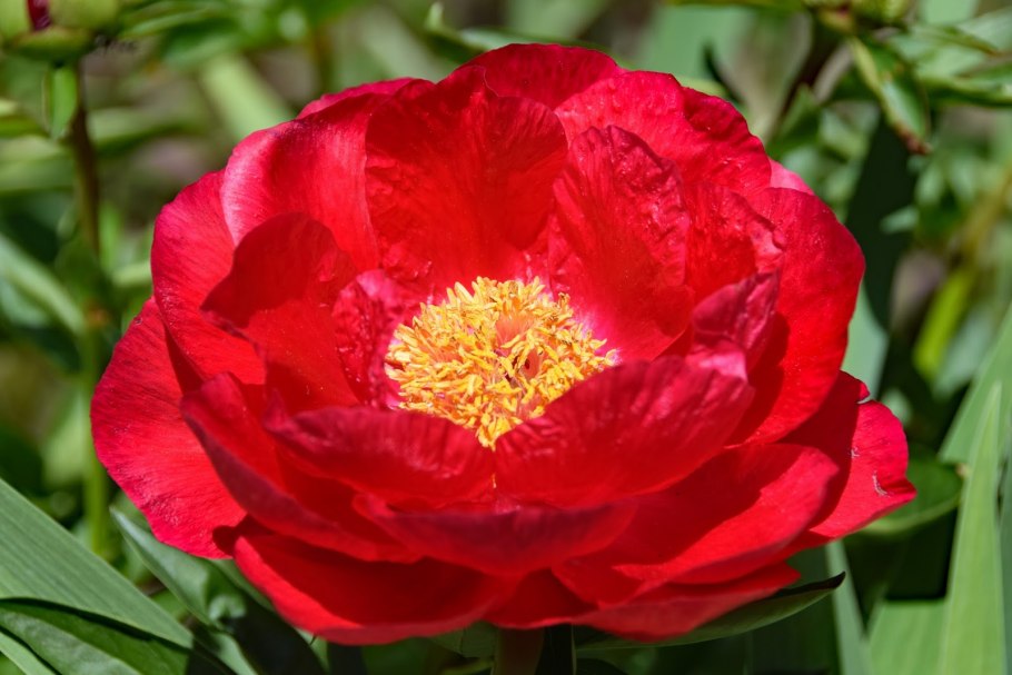 Пион уклоняющийся (Paeonia anomala l. ).