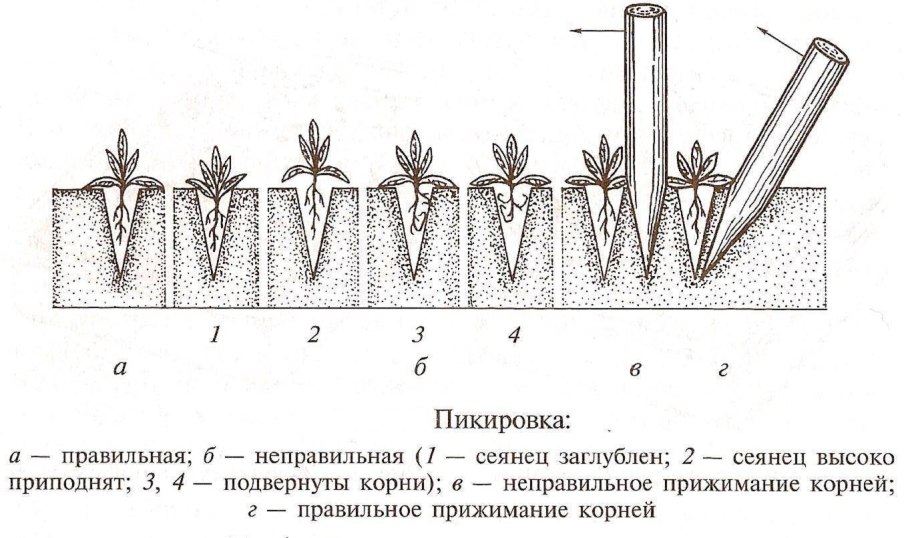 Пикировка сеянцев