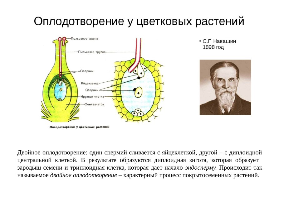 Двойное оплодотворение у цветковых растений открыл