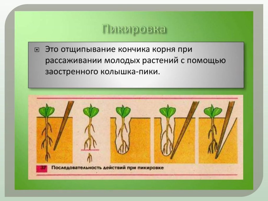 Агротехнические приемы пикировка
