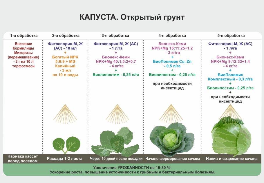 Схема подкормки рассады капусты