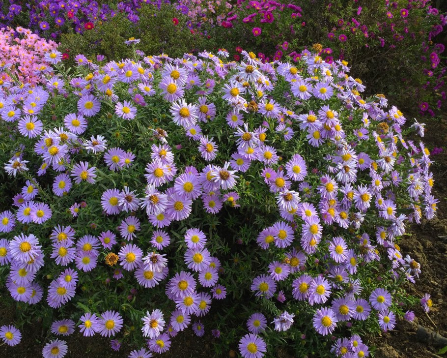 Астра Исланд Барбадос кустарниковая