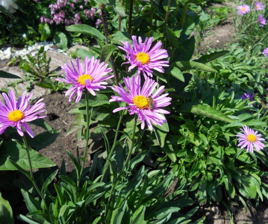 Астра Альпийская Иллирия