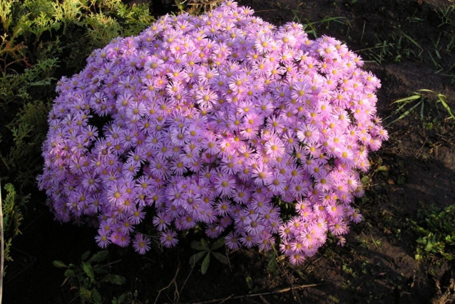 Астра Альпийская Голиаф