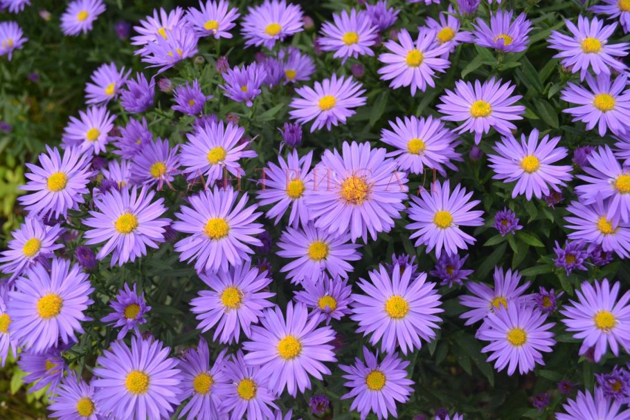 Астра Альпийская Вариегата