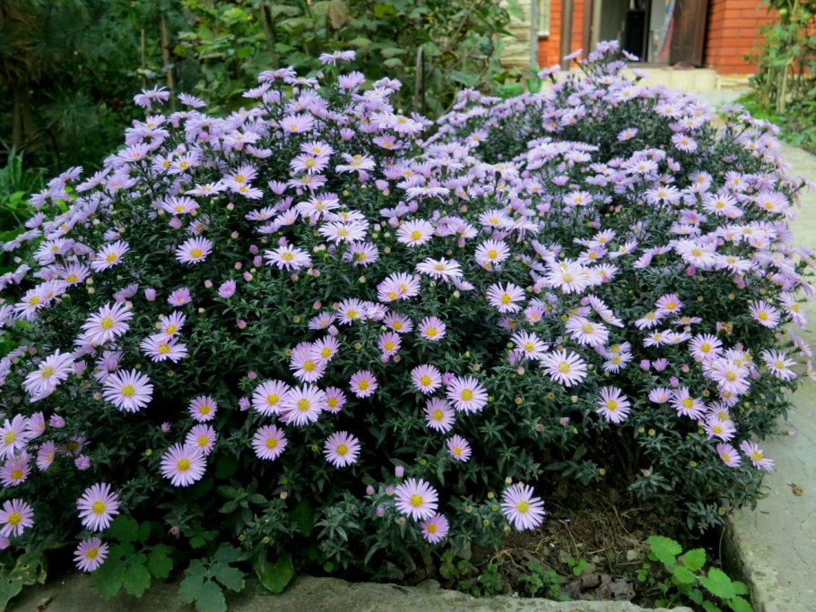 Астра Альпийская (Аэлита)