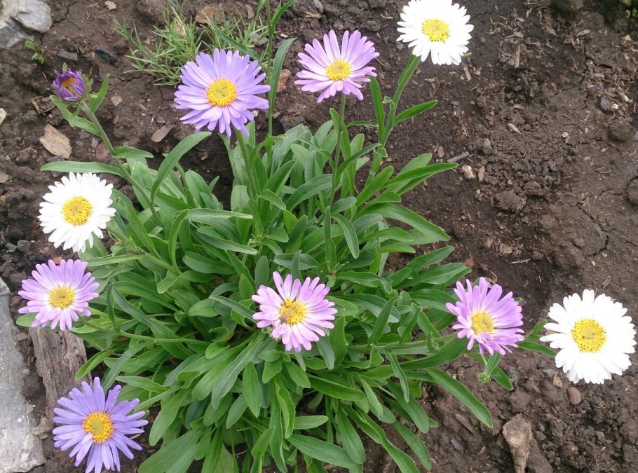 Астра кустарниковая леди ин Блу