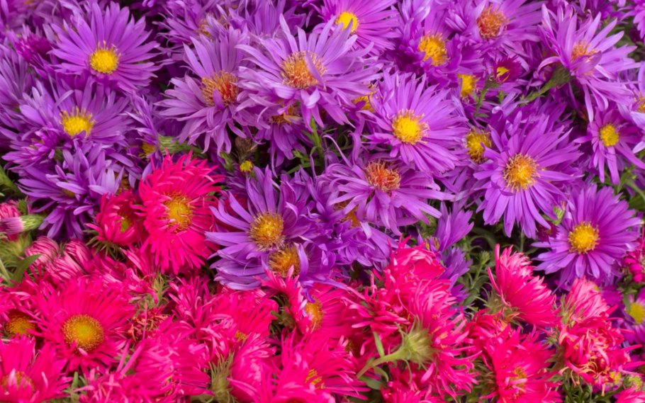 Астра новобельгийская голубая