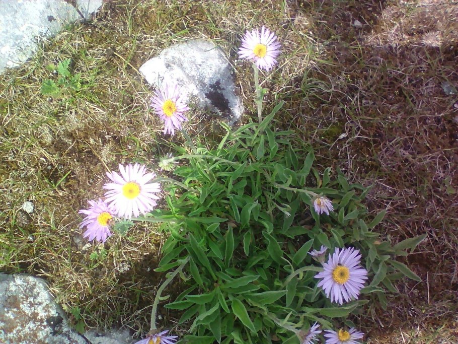 Астра Альпийская (Aster Alpinus)