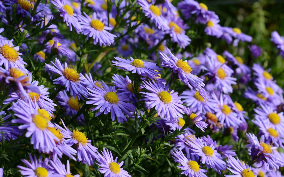 Астра новобельгийская Мари Баллард