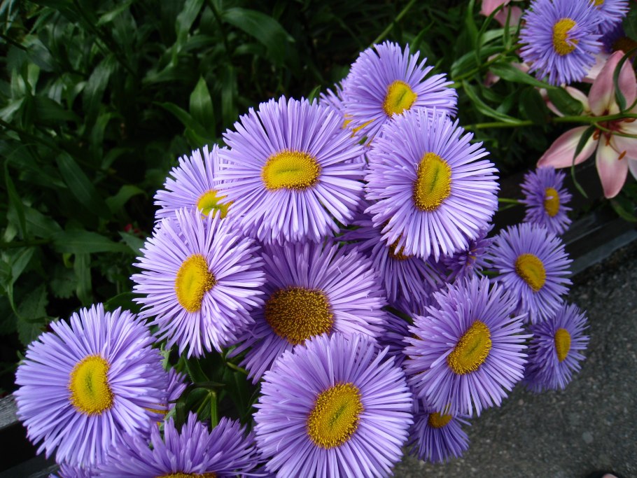 Астра Альпийская (Aster Alpinus) ‘Glory’