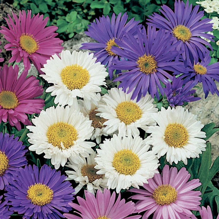 Астра Альпийская Блуе